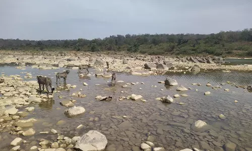 Kuno’s wild thrills cheetah Jwala’s cubs, caught on camera frolicking in river