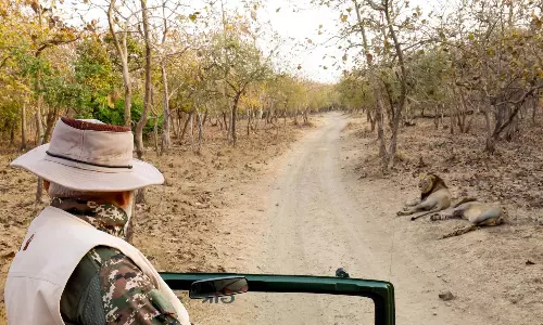 Modi Goes on Lion Safari to Gir in Gujarat