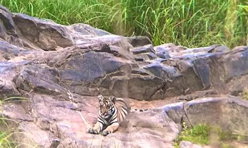 MP sees record 3rd successful tiger reintroduction after Panna, Nauradehi, state gets 9th tiger reserve