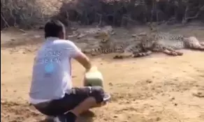 Kuno field staff face disciplinary action for offering water to cheetahs