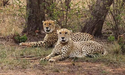 Team from Botswana May Visit Kuno National Park, Gandhi Sagar