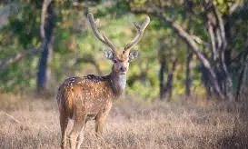 MP Tiger Reserve Records Highest Prey Base Density, Study Shows