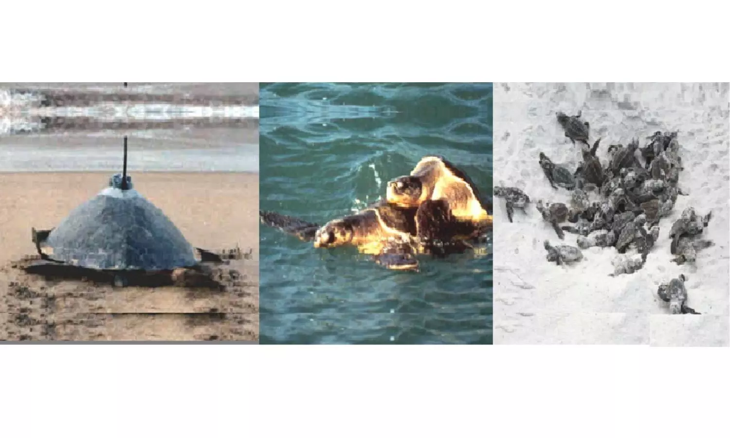 Nature’s Miracle: Tagged Olive Ridley Turtle Travels 1,000 Km In 51 Days