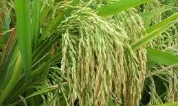 AA Edit | Early Rain: Some Pain, Many Gains