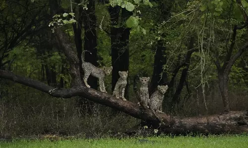 Five Cheetahs Stray Out of Kuno National Park, Hunt Four Goats