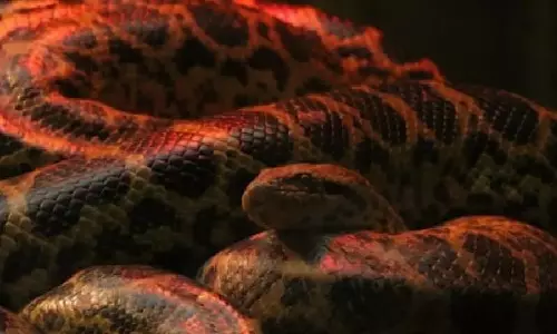 Seven Yellow Anacondas Born At Odisha’s Nandankanan Zoo