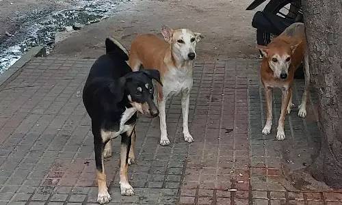 Supreme Court Alarmed by Rabies Deaths Due to Dog Bites