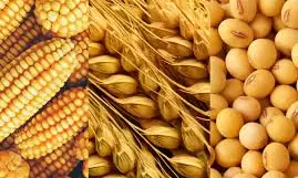 Suman Sahai | Keeping American GM Soya And Corn Out Is In  India’s Economic Interest