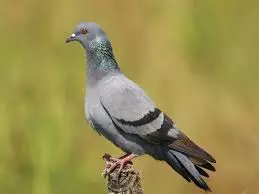 Shobhaa De | Mumbai’s Pigeon Politics: Will CM or Shinde Win? Shobhaa De | Mumbai’s Pigeon Politics: Will CM or Shinde Win?