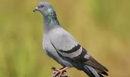 Shobhaa De | Mumbai’s Pigeon Politics: Will CM or Shinde Win?
