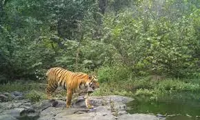 Tiger Reintroduction In MP Reserve Forest Set To Be Pioneering Conservation Measure
