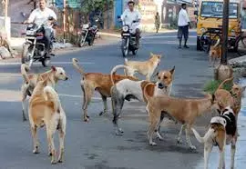 Hemali Sodhi | Don’t Let Down Our Stray Dogs; They Are A Vital Part Of Society