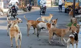 Hemali Sodhi | Don’t Let Down Our Stray Dogs; They Are A Vital Part Of Society