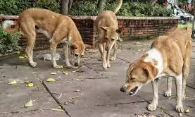 Sharmistha Mukherjee | The World Belongs To All Species… Let’s Treat Dogs Humanely, Don’t Remove Strays