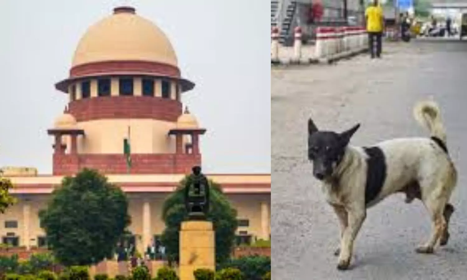 AA Edit | Stray Dogs Order By SC Welcome