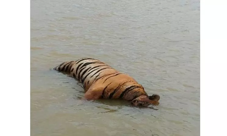 MP: Tiger Found Dead in MP Reserve, Paw Missing MP: Tiger Found Dead in MP Reserve, Paw Missing