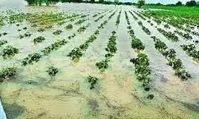 Heavy Rains Damage Crops On 30.85 Lakh Acres In Maharashtra, 13 Dead In Week Heavy Rains Damage Crops On 30.85 Lakh Acres In Maharashtra, 13 Dead In Week