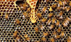 Lokayukta Raids In MP Recover 17 Tonnes Of Honey From Retired Engineer