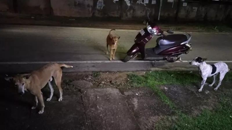Bhubaneswar Records Over 47,000 Stray Dogs — Higher Than State And National Averages