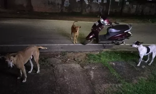 Bhubaneswar Records Over 47,000 Stray Dogs — Higher Than State And National Averages