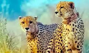 Gandhi Sagar Wildlife Sanctuary Increases Prey Ahead Of African Cheetahs