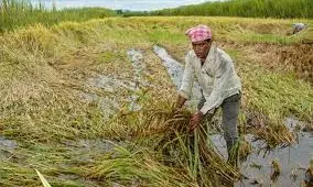 Maharashtra Sanctions Rs 1,356 Crore Diwali Relief Package For Flood-Affected Farmers