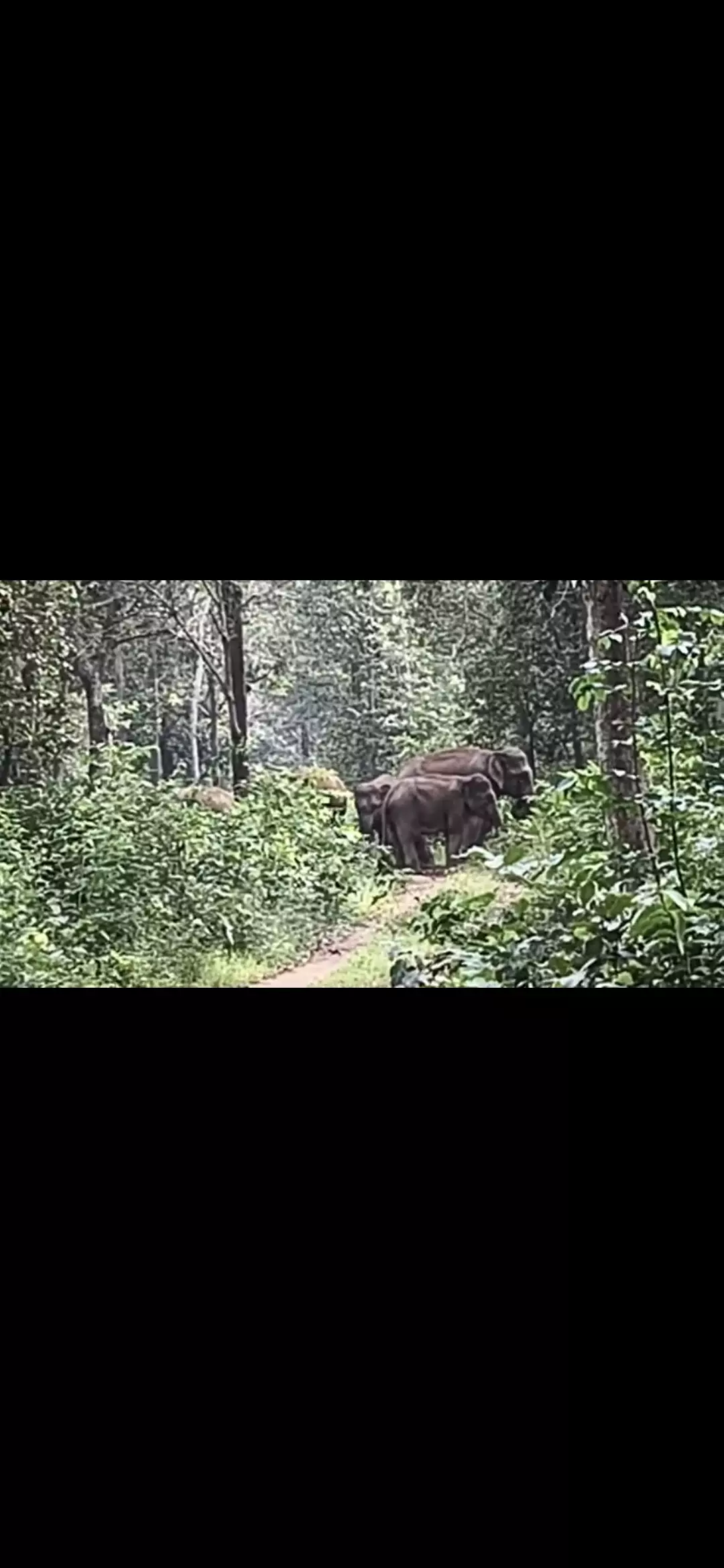 Wild Elephant Herd Bows To ‘Haathi Mitra’ Team’s Dictate, Quietly Retreat To Jungle, Video Goes Viral Wild Elephant Herd Bows To ‘Haathi Mitra’ Team’s Dictate, Quietly Retreat To Jungle, Video Goes Viral
