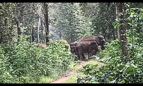 Wild Elephant Herd Bows To ‘Haathi Mitra’ Team’s Dictate, Quietly Retreat To Jungle, Video Goes Viral