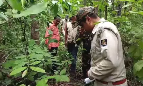 Tiger Pugmarks Spotted in Odisha’s Keonjhar Forests, Officials Step Up Monitoring