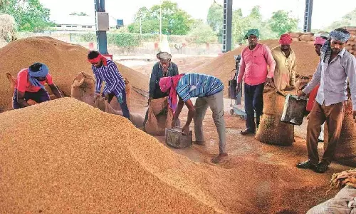 Odisha to Begin Kharif Paddy Procurement from Nov 20 Odisha to Begin Kharif Paddy Procurement from Nov 20