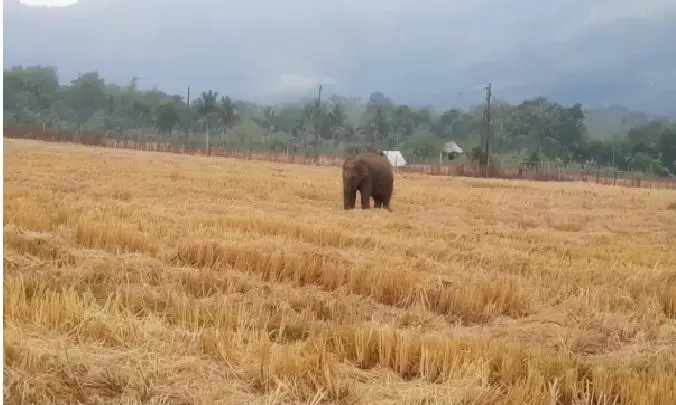 Injured Tusker From Jharkhand Triggers Panic In Odisha