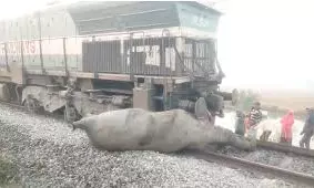 AA Edit | Tragedy Of Train-tusker Conflict