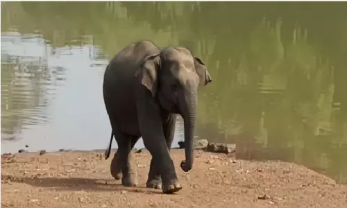 Elephant Death: Odisha Forest Department Faces Probe