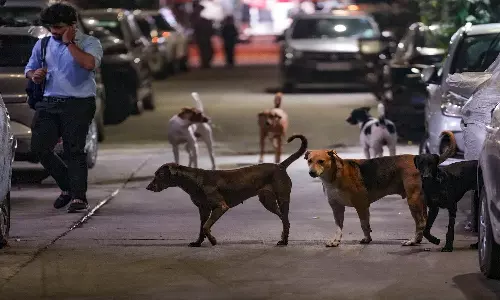 AA Edit | Stray Dogs: Just Enforce the Laws