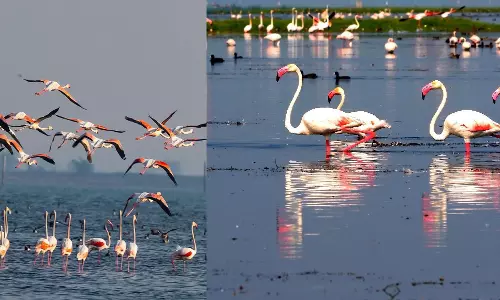 Over 11 Lakh Winged Visitors Grace Chilika; Census Reflects a Thriving Ecosystem