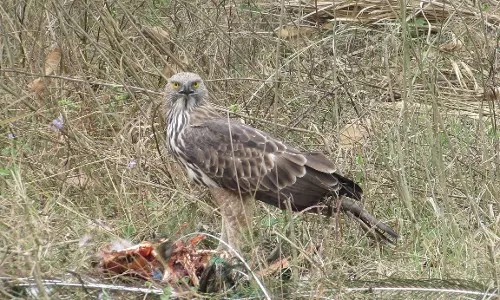 Ranjona Banerji | Of God And Other Critical Narratives