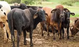 Aakar Patel | Targeting Muslims: What ‘Gujarat Model’ Means For The Rise & Rise Of The ‘New India’