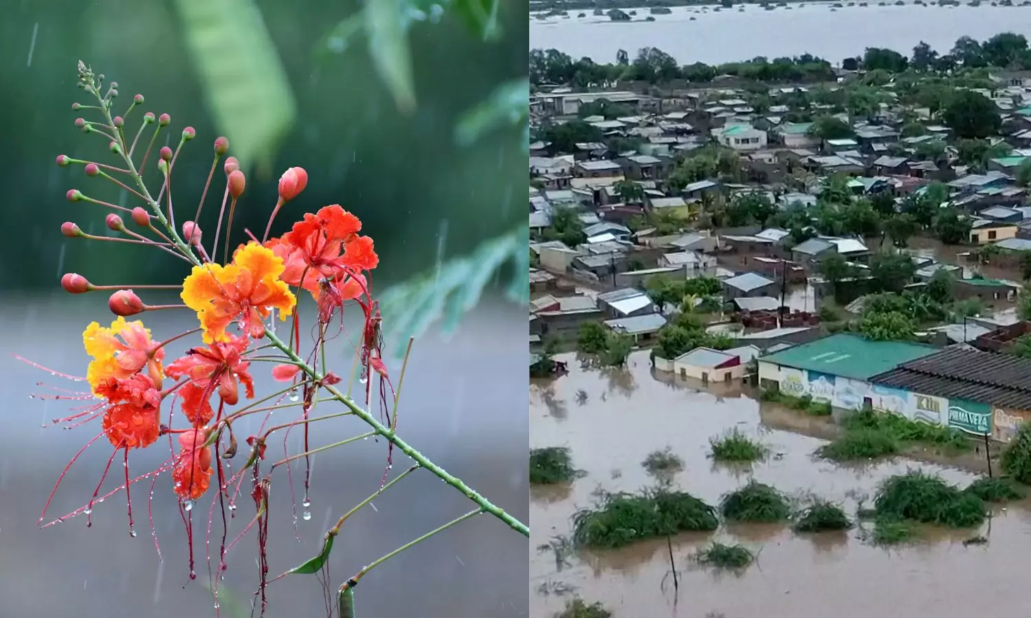 Anita Anand | The Romance And The Tragedy Of The Monsoon In India Anita Anand | The Romance And The Tragedy Of The Monsoon In India
