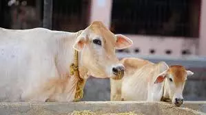Aakar Patel | End Hypocrisy: Declare Ban On Cow Slaughter All Across India Aakar Patel | End Hypocrisy: Declare Ban On Cow Slaughter All Across India
