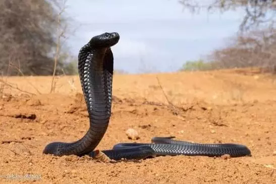 3 Tribal Girls Die After Venomous Snake Bites 6 At Gadchiroli Ashram School 3 Tribal Girls Die After Venomous Snake Bites 6 At Gadchiroli Ashram School