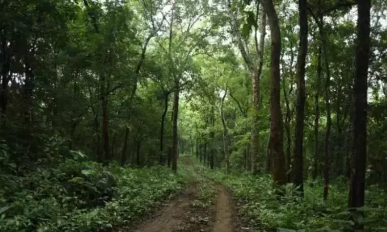 Suman Sahai|98% Shortfall in Green Mission & Deforestation Amid Climate Change Suman Sahai|98% Shortfall in Green Mission & Deforestation Amid Climate Change